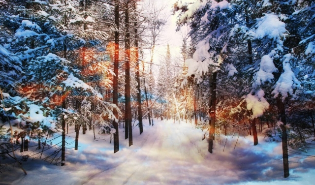 Nature en hiver